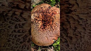 Discovering the Largest Mushroom We've Ever Seen in the Forest