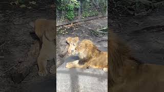 お客様にご挨拶😐旭山動物園オリトファミリー‼️