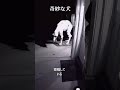 奇妙な犬‼️ dog shorts horror skinwalker 犬