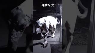 奇妙な犬‼️#dog#shorts#horror#Skinwalker#犬