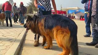 German Shepherd | 1st National Dog Show | 8th Grand Dog Show Winner GSD(Poland imported) video