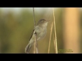 busksÅngare blyth s rees warbler acrocephalus dumetorum klipp 1479