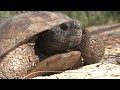 Save Space for the Gopher Tortoise: 1/2 hour TV Program