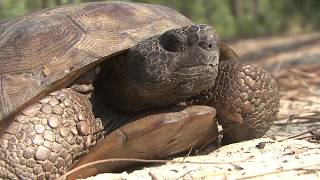 Save Space for the Gopher Tortoise: 1/2 hour TV Program