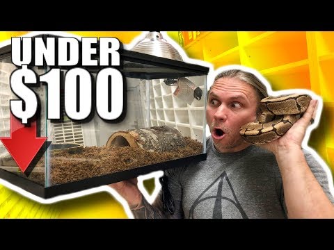 BALL PYTHON SETUP FOR UNDER $100! | BRIAN BARCZYK BALL PYTHON SETUP FOR UNDER $100! | BRIAN BARCZYK