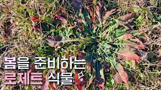 겨울부터 차근차근 봄을 준비하는 #로제트 식물