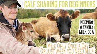 Calf Sharing on the Homestead | Once a Day Milking for Family Milk Cow