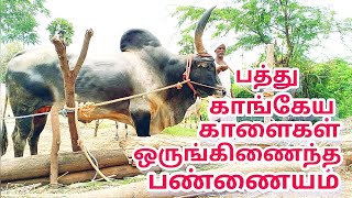 பத்து காங்கேய காளை மாடு வைத்துதிருக்கும் விவசாயி/kangayam bull & cow framer