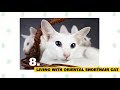 oriental shorthair cats 101 fun facts u0026 myths