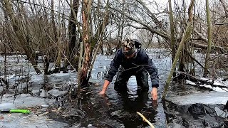 БОБР перегородил речку в ДЕРЕВНЮ, попросили ЛИКВИДИРОВАТЬ грызуна