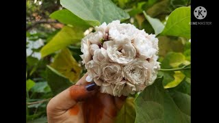 Arabian Jasmine( సెంటు మల్లె ) కావలసిన....