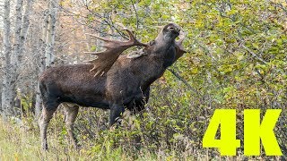 THE ULTIMATE ALASKA BULL MOOSE COMPILATION | 4K