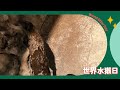 世界水獺日 feat.台北市立動物園小爪水獺