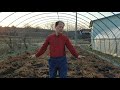 2년차 고사리밭에 퇴비 주기 scattering fertilizer over the bracken field