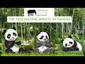 The Fascinating World of Pandas | Little Planet Foundation