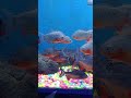 pirana fish ne attack kar dea fish aquarium shorts