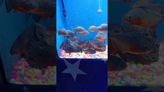 #pirana fish ne attack kar dea #fish #aquarium #shorts