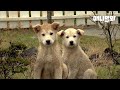 엄마를 잃은 강아지 자매가 살기 위해 한 일 l What Dogs Did to Survive After Losing Their Mom to an Accident