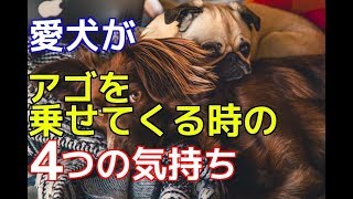 【愛犬のための知識】愛犬がアゴを乗せてくる時の４つの気持ち【犬を知る】