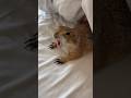 Prairie Dog wake-up #bigstretch #prairiedog #funny #cute #trending #viral