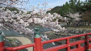 2021年3月27日（土）京都の春　京都府宇治市　塔の島の桜