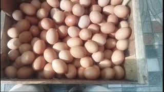 085l·ᑫl25·ᜪᏮ88 (ẈÀ) distributor telur ayam murah grosir telur ayam jogja