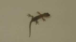 lizard crawling on wall 壁虎爬