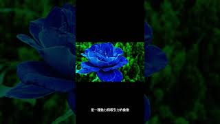 花語-藍色妖姬#shorts