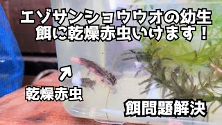 エゾサンショウウオの幼生の餌　乾燥赤虫