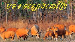 Ton Soung Kor Prey - ទន្សោងគោព្រៃ