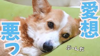 ご近所さんに塩対応なコーギー犬