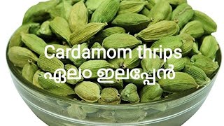 ഏല൦ ഇലപ്പേ൯ നിയന്ത്രണം/ Cardamom thrips and its control in malayalam with english subtitles