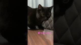 目が合ったら慌ててテーブルから降りる現行犯な黒猫/ Black cat is playing a prank on the table