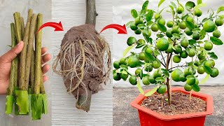 summarizing how to propagate fruit trees with unique, simple branches at home a
