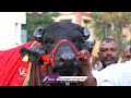 khairatabad madhu yadav world famous bulls in hyderabad getting ready for sadar festival v6