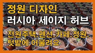 허브식물 러시아 세이지/모종부터 정원 디자인까지[우리강산 야생화 정원 디자인]