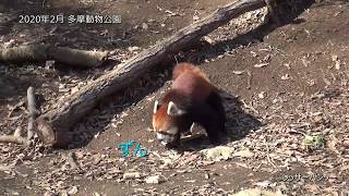 20.02 多摩動物公園 レッサーパンダ ずん