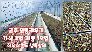 고추 가식3일 파종19일 괴산 청결고추 충북 괴산 자연특별시괴산 자연울림 풀뿌리농장 유튜브 농튜브 [고추재배방법]