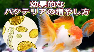 【金魚の飼い方】金魚飼育の成功の鍵！効果的なバクテリアの増やし方