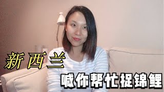 新西兰北岛美丽的小马尔代夫蓝湖，发现锦鲤，政府喊你帮忙抓鲤鱼