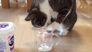 手でヨーグルトを食べる猫のまるお