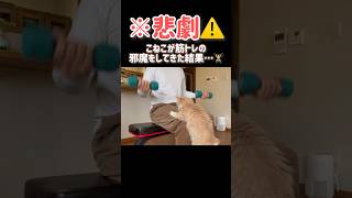 【悲劇⚠️】こねこが筋トレの邪魔をしてきた結果…🏋️