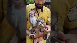 Animals helpline very cute monkey baby 🐒🐒🐒🐒🐒