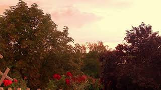 Relaxing autumn rain with thunder and bird song 10 HOURS deep sleep - Nature Relaxing