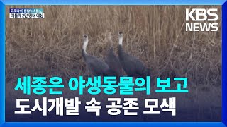 세종은 야생동물의 보고…도시개발 속 공존 모색 / KBS  2022.02.03.