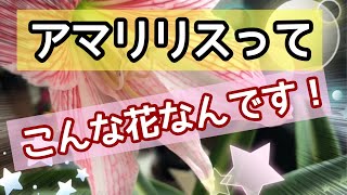 Moniの趣味チャンネル アマリリスってこんな花なんです！#花#鉢植え#アマリリス#ガーデニング#赤斑病