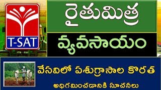 రైతుమిత్ర వ్యవసాయం || వేసవిలో పశుగ్రాసాల కొరత అధిగమించడానికి సూచనలు || Dr T Shashikala