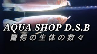 アジアアロワナ専門店 AQUA SHOP D.S.B生体紹介