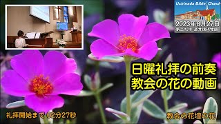 日曜礼拝の前奏 教会の花の動画（2023年8月27日の礼拝）