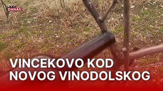 Iako u Primorju nema ovakvog običaja, Vukovarci su ga donijeli ratnih godina | RTL Danas